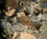 Berthelot's Pipit, Spain 11th of December 2002 Photo: Ole Krogh