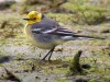 Citrine Wagtail, Sweden 26th of April 2004 Photo: Mikael Nord