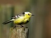 Citrine Wagtail, Sweden 30th of May 2003 Photo: Mikael Nord