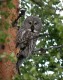 Great Grey Owl, Sweden 16th of June 2004 Photo: Ole Krogh
