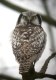 Northern Hawk-owl, Sweden 9th of February 2003 Photo: Anders E. Sørensen