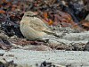 Isabelline Wheatear, Sweden 3rd of November 2003 Photo: Alf Petersson