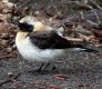 Eastern Black-eared Wheatear, Sweden 21st of May 2003 Photo: Mikael Nord