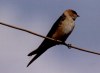 Red-rumped Swallow, Turkey 18th of August 2002 Photo: Luca Sattin