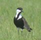 Spur-winged Lapwing, Turkey 17th of June 2002 Photo: Anders E. Sørensen