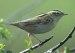 Aquatic Warbler, Great Britain 4th of August 2002 Photo: Mike Richardson