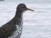 Spotted Sandpiper, Adult summerplumage, Great Britain 29th of June 2002 Photo: Jim Willson