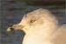 Ring-billed Gull, The Ring-billed Gull has returned for the 9th time!, Norway 14th of November 2002 Photo: Frode Falkenberg