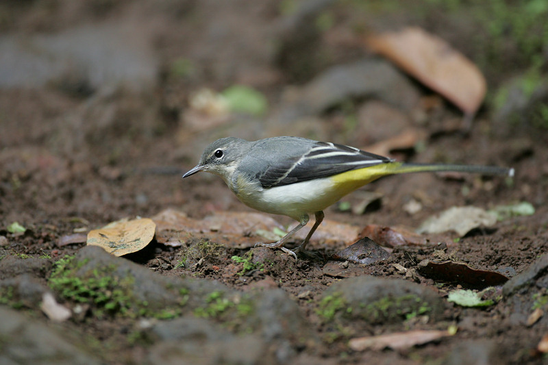 Grey Wagtail, Portugal 24th of September 2005 Photo: Ole Krogh