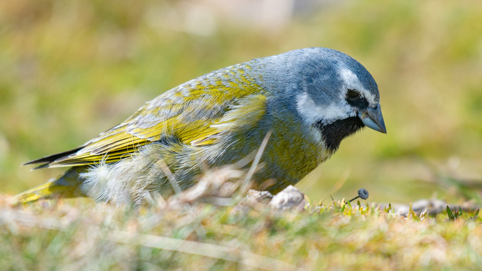 Gulvinget patagonfinke (Melanodera melanodera), Great Britain 28th of October 2018 Photo: Karsten Bidstrup