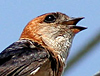 Red-rumped Swallow, Turkey 28th of July 2006 Photo: Simon Berg Pedersen