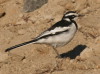 African Pied Wagtail, Tanzania 15th of July 2006 Photo: Silas K.K. Olofson