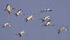 Common Crane, India 23rd of January 2006 Photo: Ole Krogh
