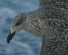 Great Black-backed Gull, 1K, Denmark 4th of September 2006 Photo: Ole Krogh