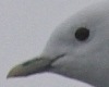 Ivory Gull, adult, Greenland 19th of September 2006 Photo: Jan Durinck