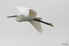 Little Egret, Portugal 20th of October 2006 Photo: Bo Tureby