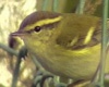 Yellow-browed Warbler, Faeroes Islands 7th of October 2006 Photo: Hans Larsson