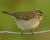 Arctic Warbler, Faeroes Islands 7th of October 2006 Photo: Olof Strand