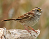 White-throated Sparrow, USA October 2006 Photo: Simon Berg Pedersen