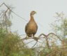 Double-spurred Francolin, Gambia 11th of November 2006 Photo: Alf Petersson