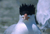 American Royal Tern, Yngledragt, USA 2nd of May 1998 Photo: Leif Høgh Olsen