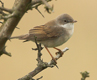 Common Whitethroat, Denmark 19th of May 2006 Photo: Per Holmberg