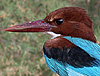 White-throated Kingfisher, Israel March 2005 Photo: Rune Skjold Tjørnløv