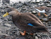 American Black Duck, Faeroes Islands 23rd of December 2006 Photo: Silas K.K. Olofson