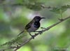 Reichenbach´s Sunbird  <i>(Anabathmis reichenbachii)</i>, Cameroon 2007 Photo: Niels Poul Dreyer