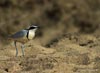 Egyptian Plover, Cameroon 2007 Photo: Niels Poul Dreyer