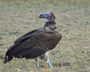 Lappet-faced Vulture, Kenya 11th of October 2006 Photo: Lars Rostgaard