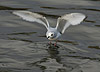 Ross's Gull, Scotland 6th of January 2007 Photo: Stéphane Aubry