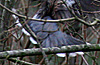 Oriental Turtle Dove, Denmark 16th of January 2007 Photo: Henrik Knudsen