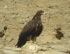 Steppe Eagle, Adult, Oman 6th of January 2007 Photo: Greg McIvor