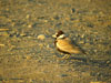 Black-crowned Sparrow-lark, Male, Oman 5th of January 2007 Photo: Greg McIvor