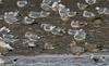 Herring Gull / American Herring Gull sp., Mulig Larus smithsonianus, 3. vinter, Denmark 21st of January 2007 Photo: Søren Kristoffersen
