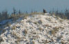 Kongeørn, - ørnen skuer ud over sit vestjyske rige. Stemningsfoto, Danmark 23. januar 2007 Foto: Søren Skov
