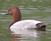Canvasback, England 12th of July 2002 Photo: Chris Batty