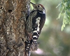 Middle Spotted Woodpecker, Juv., Turkey 23rd of June 2004 Photo: Chris Batty
