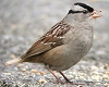 White-crowned Sparrow, Ireland 22nd of May 2003 Photo: Chris Batty