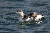 Red-throated Loon, Denmark 4th of February 2007 Photo: Axel Mortensen