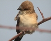 Indian Silverbill, France 13th of February 2003 Photo: Chris Batty