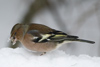 Common Chaffinch, Denmark 22nd of February 2007 Photo: Claus Halkjær