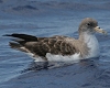 Cory's Shearwater, Portugal 15th of July 2005 Photo: Chris Batty