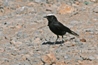 White-crowned Wheatear, Morocco 17th of February 2007 Photo: Jan Thomsen