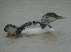 Yellow-billed Loon, England 4th of March 2007 Photo: Richard Bonser