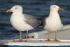 European Herring Gull, Pædagogisk opstilling - Sølvmåge og Sølvmåge - 