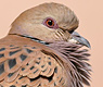 European Turtle Dove, Egypt 20th of February 2007 Photo: Simon Berg Pedersen