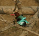 White-throated Kingfisher, India 9th of February 2006 Photo: Rune Bisp Christensen