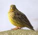 Yellowhammer, Denmark 15th of March 2007 Photo: Peter Dam